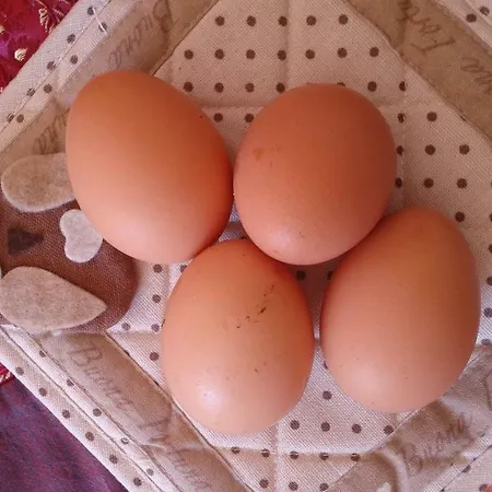 Lo Scoiattolo * Nebbiu